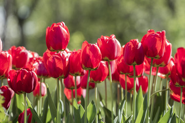 Group of tulips with natural background