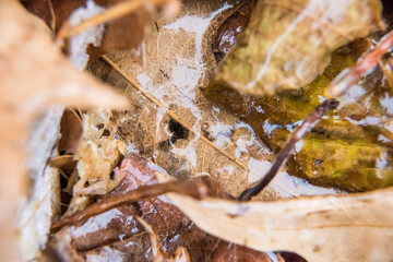 Dry foliage autumn brown leaves covered in shiny ice frost