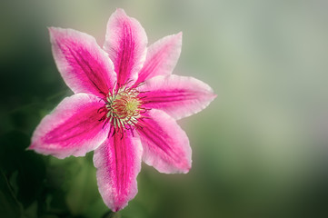 one pink flower
