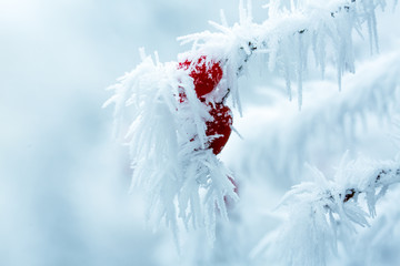 Hagebutten - Frozen Winter Wonderland