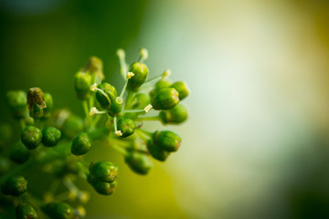 Weinbl&uuml;te im Sommer