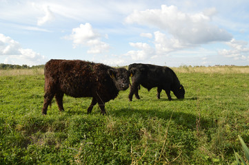 Big grazers in field