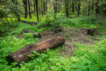 The Clearing