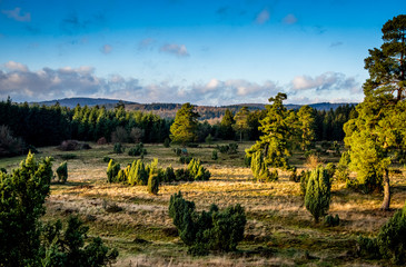 Forest Landscape