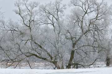 Huge tree above the river. Tree covered with frost. Season - winter. A frosty day. A huge tree branch. An old tree willow. Horizontal photo outdoors.