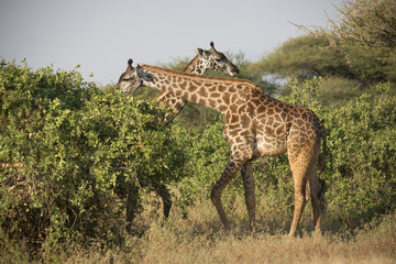 Two Pretty Giraffes, Lake Manyara, Africa
