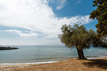 olive tree in the beach, Halkidiki, Greece