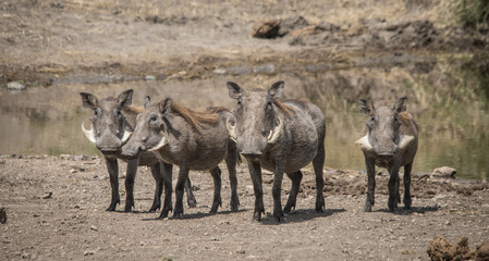 Grouping of Wart Hogs, Serengeti