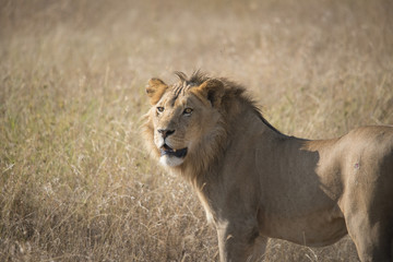 Young Male Lion, Serengeti