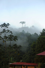 Misty morning jungle of Costa Rica