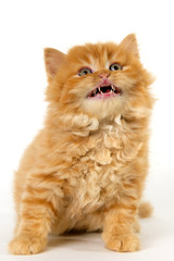 yellow cat showing teeth and looking up on a white background