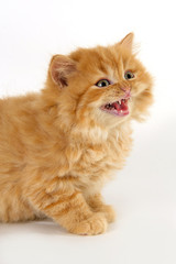 Face of a yellow angry kitten with a white background