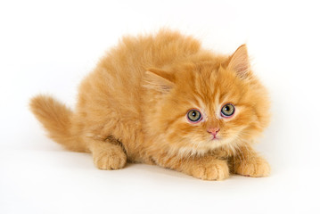 Very cute yellow kitty in a white background