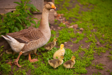 adult goose with goslings outdoors on green background