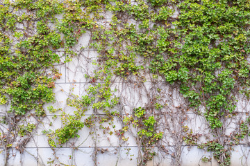 Climbing plant, creeper or ivy climb on concrete wall