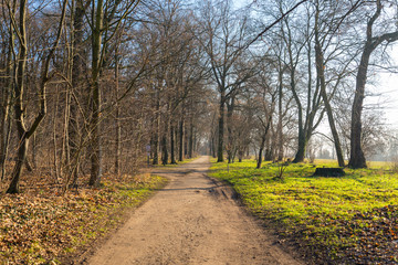 Fototapeta na wymiar Scenery and landscape of pathway inside forest along with a line of trees and grass field