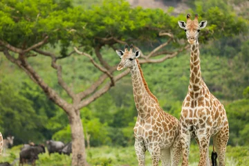 Rolgordijnen Twee giraffen en een acaciaboom © Sherrod Photography