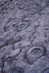 Ammonites fossils near Digne les bains, in Provence
