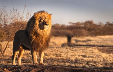 Photo sur Plexiglas Lion Lion fort et confiant sur une colline.