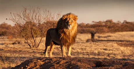 Abwaschbare Fototapete Löwe Der König der Löwen steht auf einem Hügel