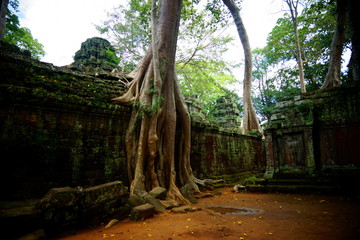 Tempel Ta Prohm Kambodscha