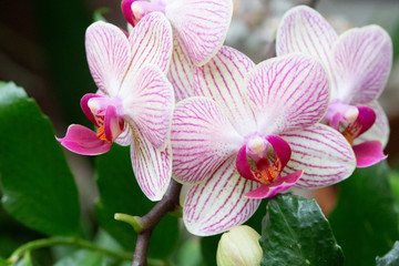 Fototapeta na wymiar Pink and White Orchid