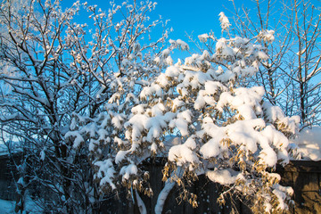 Tree and snow in a winter
