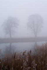 drzewa w gęstej mgle nad kanałem wodnym
