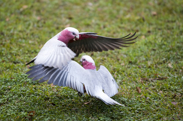 Galah cockatoo fight for food