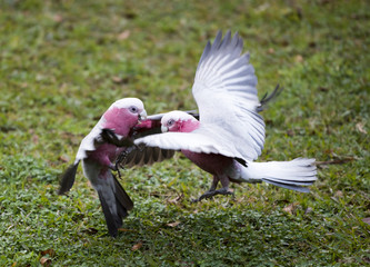 Galah cockatoo fight for food
