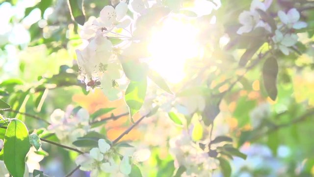 Apple tree blooming in spring orchard. Spring scene. Sunflare. Slow motion 240 fps. High Speed camera shot 1080p