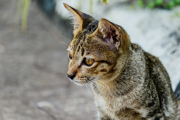 Thailand cute cat resting habits of cute pets. Cat breeds Thaila