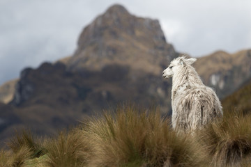 alpaca in Ecuador in Cajas national park