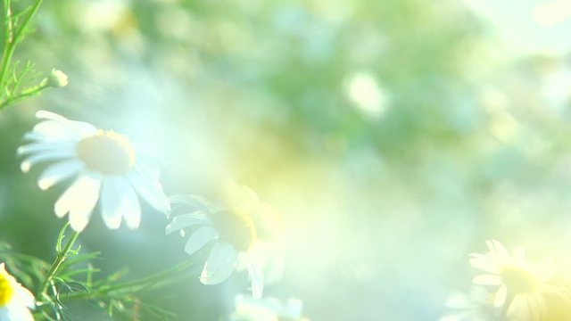Chamomile Daisy flowers. Beautiful nature scene with blooming medical chamomilles in sun flare. Sunny day. Summer flowers. Summer camomille background. Springtime. Slow motion. Full HD 1080p