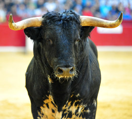 bull