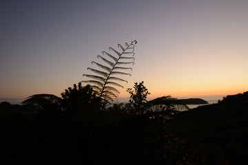 Fern leaf against a sunset sky