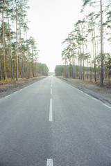 asphalt road and forest