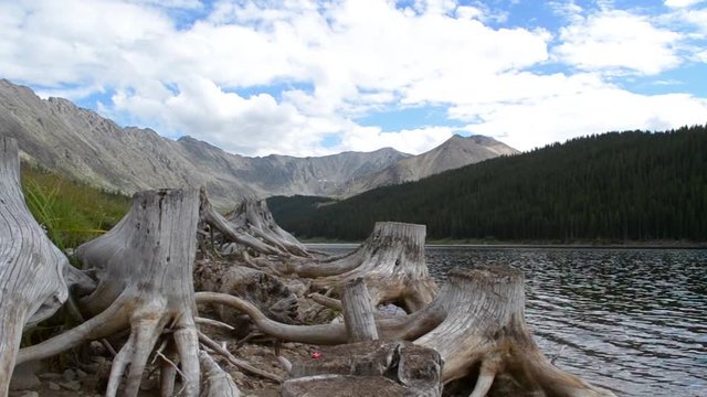 Mountain Lake & Stumps