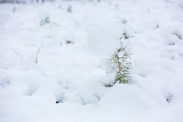 Fototapeta na wymiar Small pine trees under snow.
