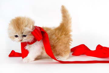 yellow cute cat walking with a red ribbon