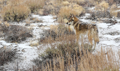 Wolf in the snow 3