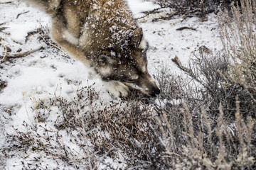 Obraz premium Wolf in the Snow