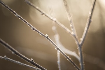 Close up of withered tree twig with rime