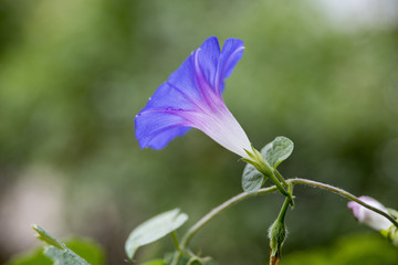 Morning Glory