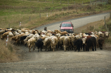 Cattle droving on the road in New Zealand