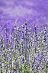 Lavender Summer Field