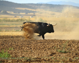 toro