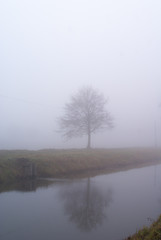 drzewa w gęstej mgle nad kanałem wodnym - obrazy, fototapety, plakaty