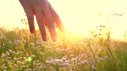 Young woman hand running through wild meadow field. Female hand touching wild flowers closeup. Summertime concept. Enjoying nature. Slow motion video footage 240 fps. Full HD 1080p - Powered by Adobe