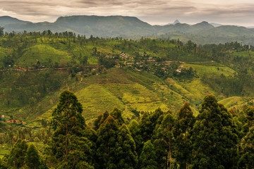 Obraz premium Sri Lanka: highland tea fields next to Nuwara Eliya 